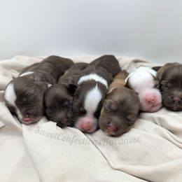 Havanese puppies from Sweet Confections Havanese