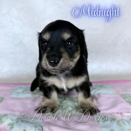 Midnight - Black and cream male Dachshund puppy in Alto, Texas from Double W Doxies