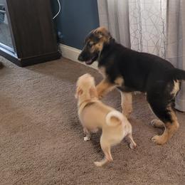 German Shepherd Puppies from Levesques German Shepherds