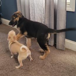 German Shepherd Puppies from Levesques German Shepherds