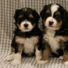 Bernedoodles from King's Doodles