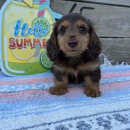 Dachshund Puppies from 4E Dachshunds