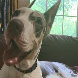 Zyla - Great Dane