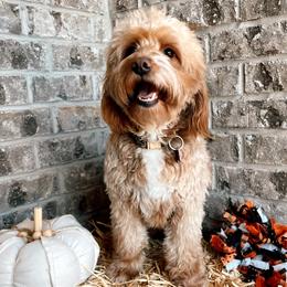 Snips - Goldendoodle