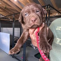 Red - Chocolate male Labrador Retriever puppy in Newton Grove, North Carolina from Wayalife Labradors & Gsp’s