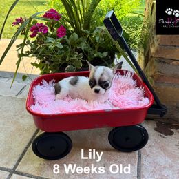 AKC Lily - Sable spotted white female Chihuahua puppy in Columbus, Nebraska from Prancy Pawz