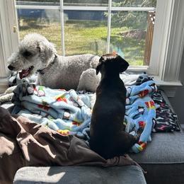 Dachshund Puppies from Army of Dachshunds