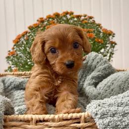 Augustus - Red male Cavapoo puppy in Knoxville, Tennessee from Duke’s Forever Doodles