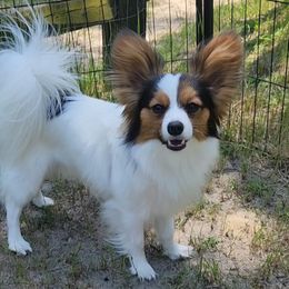 JASPER - Papillon
