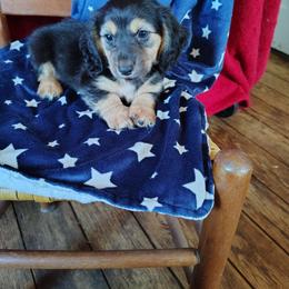 Spencer - Black and cream male Dachshund puppy in Hudson, Michigan from Mittentail Kennel Miniature Dachshunds & Australian Shepherds