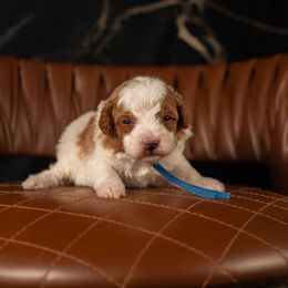 Bernedoodle, Cavapoo, Goldendoodle, and Poodle Puppies from Wasatch Pup