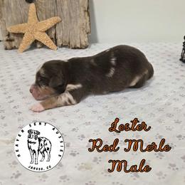 Lester - Red merle male Miniature Australian Shepherd puppy in Jaroso, Colorado from Heaven Sent Aussies