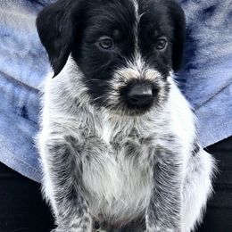 Boy 5 - Black and white male German Wirehaired Pointer puppy in Wellston, Ohio from Blue Line GWPs