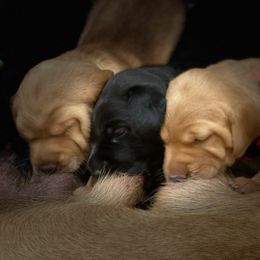 German Shorthaired Pointer, Labrador Retriever, and Working Cross Puppies from Upland Valley Kennels