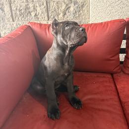 Cane Corso Puppies from Legacy Bloodline