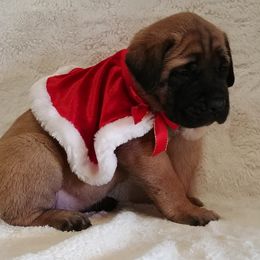 Mastiff and Neapolitan Mastiff Puppies from Sims English Mastiffs