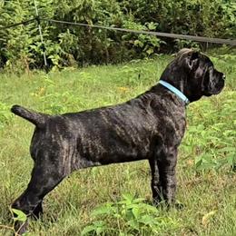 Girl 1 - Black brindle female Cane Corso puppy in Grandville, Michigan from Platinum Ranch Cane Corsos
