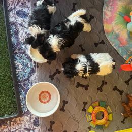 Biewer Terrier puppies from Great Scotts Biewers