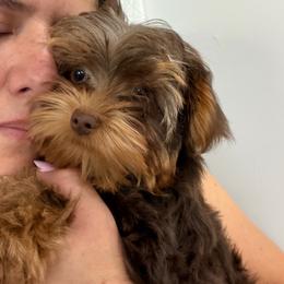 Candy boy - Chocolate, tan and white male Yorkshire Terrier puppy in Cape Coral, Florida from Katherine’s Yorkies and Poodles