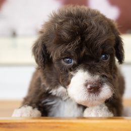 Boy 1 - Brown and white male Sheepadoodle puppy in Youngstown, Florida from Wonderland’s Boujie Kennels