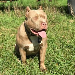 American Bullies from NBTB Minnesota