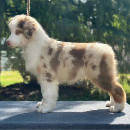 Curious George - Red merle male Australian Shepherd puppy in Liberty Hill, Texas from Emerald Isle Australian Shepherds