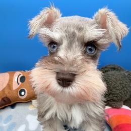 Thor - Black and silver male Miniature Schnauzer puppy in Georgia & Florida, Georgia from Fiesta Pups