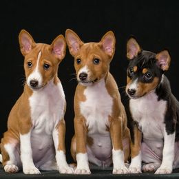 Basenjis from Saorsa Basenjis