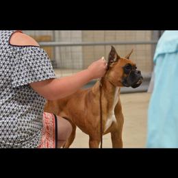 Skye - Boxer
