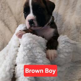 Boxer Puppies from Ashley Rhodes