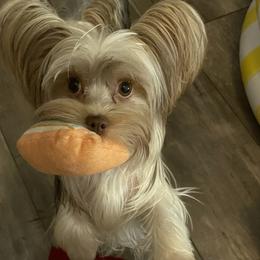 Bambi - Yorkshire Terrier