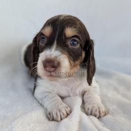 Boy 4 - Piebald male Dachshund puppy in San Diego, California from Sweetheart Doxies LLC