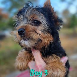 Boy 3 - Blue and gold male Yorkshire Terrier puppy in Salem, Missouri from Tiny Tot Yorkies