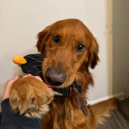 Dino - Dark golden male Golden Retriever puppy in Simpsonville, South Carolina from Upstate Revival Retrievers