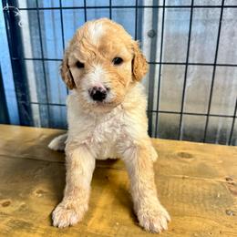 Dark blue male - Parti male Goldendoodle puppy in Valdosta, Georgia from Fifth Day Farm