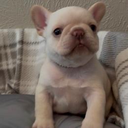 Brody - Cream male French Bulldog puppy in Porter, Texas from Whatabulldog