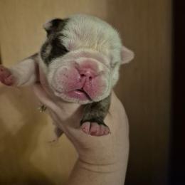Red - Red brindle and white male Bulldog puppy in Walhalla, South Carolina from Lowery's English Bulldogs