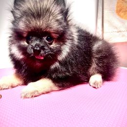 Girl 2 - Wolf sable female Pomeranian puppy in Brookhaven, Pennsylvania from Bougie Pomz