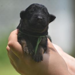 Green collar male - Sable male German Shepherd puppy in Marianna, Florida from Haus M Godwin