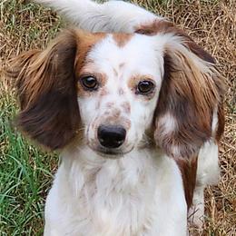 Dachshunds and Pembroke Welsh Corgis from ArmnalegRanch