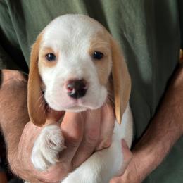 Chester - Tan and white male Beagle puppy in Rockwell, North Carolina from Knockhill Beagles