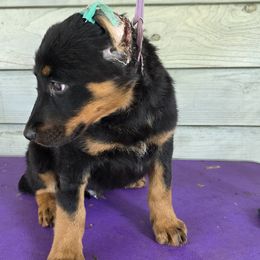 Boy 1B - Black and tan male Beauceron puppy in Vale, North Carolina from Von Katzenstein Kennel