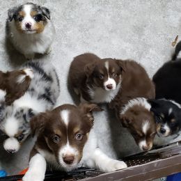 Miniature American Shepherd Puppies from DreamWeaver