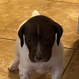 German Shorthaired Pointers from Shelly's American Bullys and Pointers