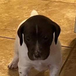 German Shorthaired Pointers from Shelly's American Bullys and Pointers