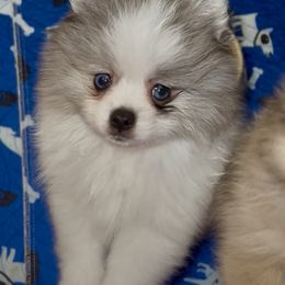 Cash - Blue merle male Pomeranian puppy in Arizona from Ma Petite Amore Pomeranians