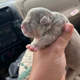 Male 4 - Lilac tri-color male American Bully puppy in Orlinda, Tennessee from SimplyBullies