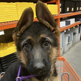 Abigail - Black and tan female German Shepherd puppy in Grand Junction, Colorado from Sonnenfeld Shepherds