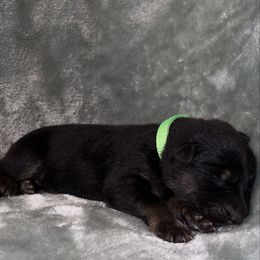 Green color - Bi-color female German Shepherd puppy in Marion, Ohio from Legacy K9’s