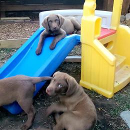 Chesapeake Bay Retriever Puppies from Shore Acres Chesapeakes